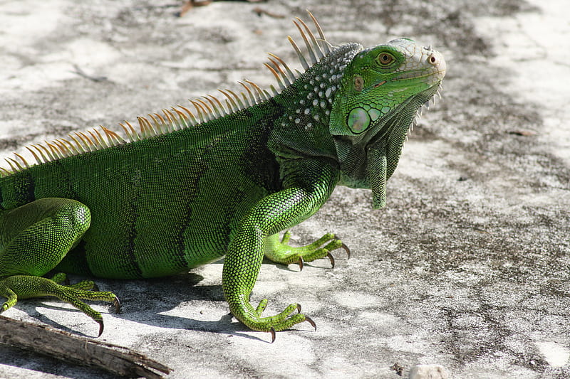 Wild iguana posing inside of an empty pool, green, south florida, beauty, reptiles, pool, adult, wild iguana, HD wallpaper
