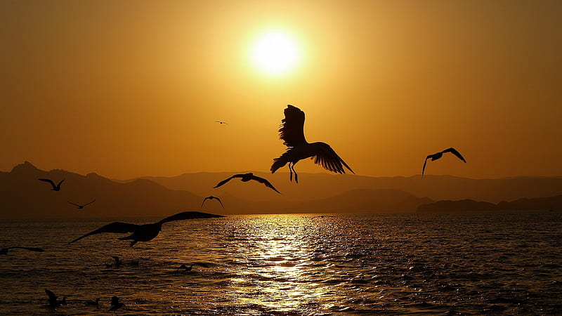 gulls at sunset, sun, ocean, shine, black, yellow, sunset, seagulls, silhouette, sea, beach, bright, beauty, nature, gulls, HD wallpaper