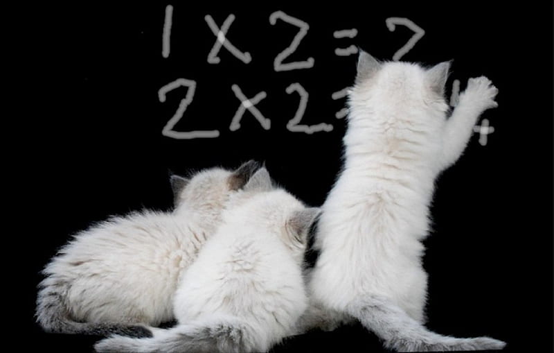 Kittens do math, kittens, school, good, cuteee, HD wallpaper | Peakpx