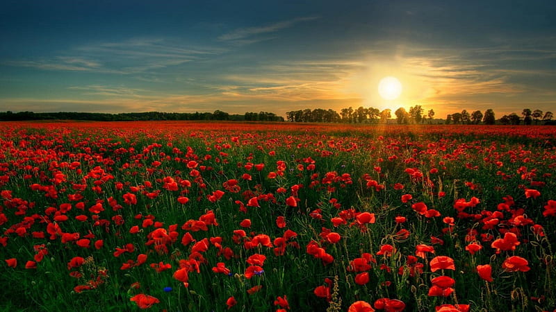 Red flower garden, red, garden, nature, sunrise, field, HD wallpaper