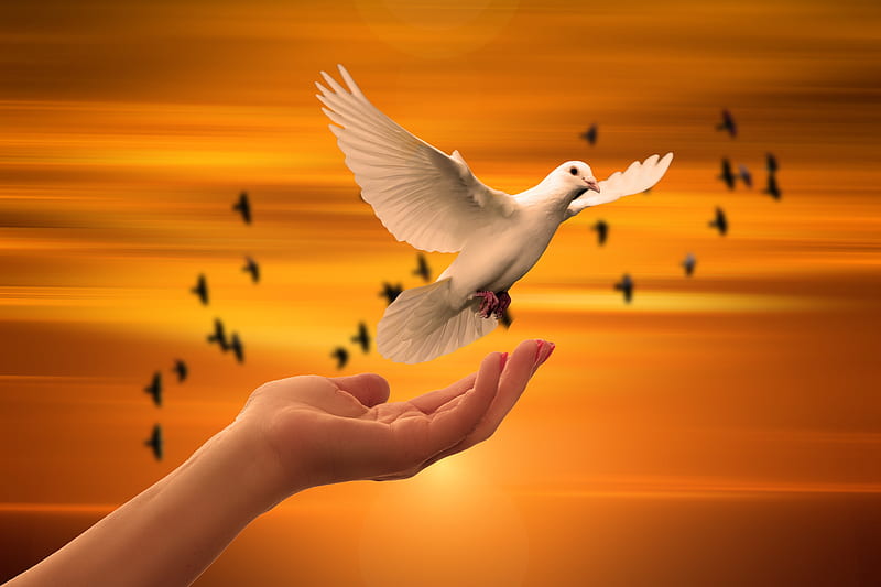 Liberty, dove, hand, peace, bird, HD wallpaper