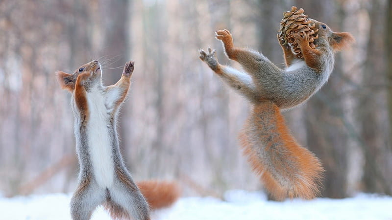 Squirrels Having Fun In Snow, squirreles, snow, funny, HD wallpaper