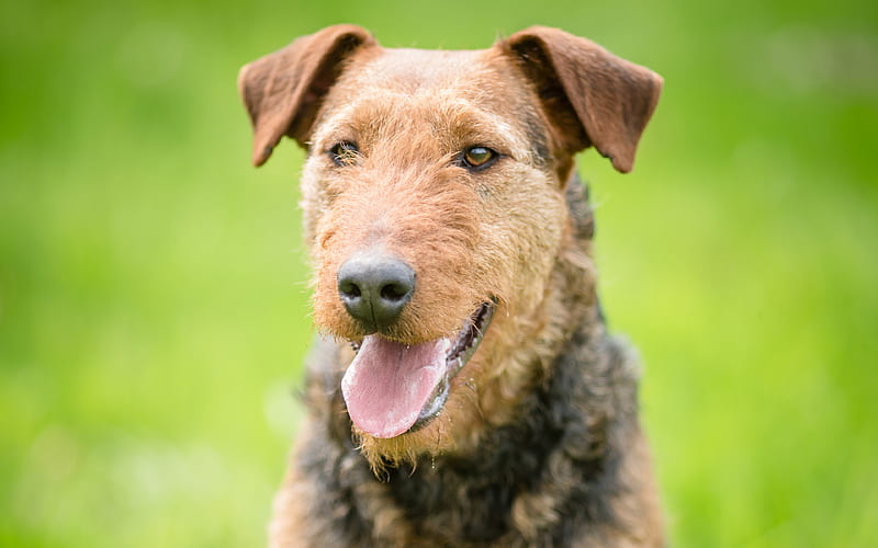 Airedale Terrier, Bingley Terrier, Waterside Terrier portrait, curly brown dog, pets, HD wallpaper