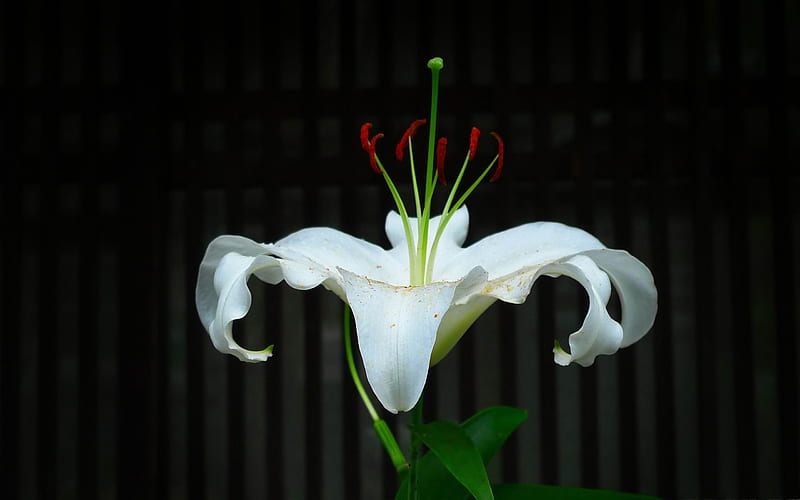 white lily-2012 beautiful Flowers, HD wallpaper
