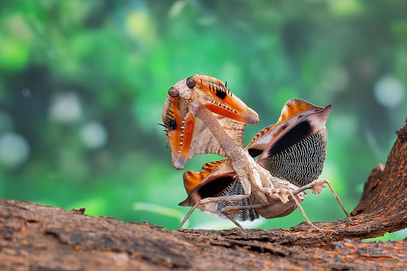 Praying Mantis, orange, insect, calugarita, green, nature, HD wallpaper