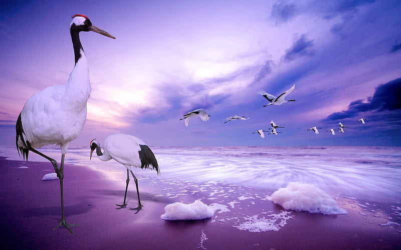 Lilac nature, lilac, beach, purple, birde, sky, sea, HD wallpaper