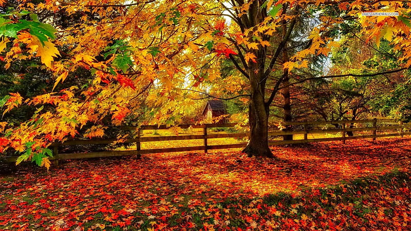 Perfect Colors of Autumn, fence, autumn, leaves, trees, HD wallpaper ...