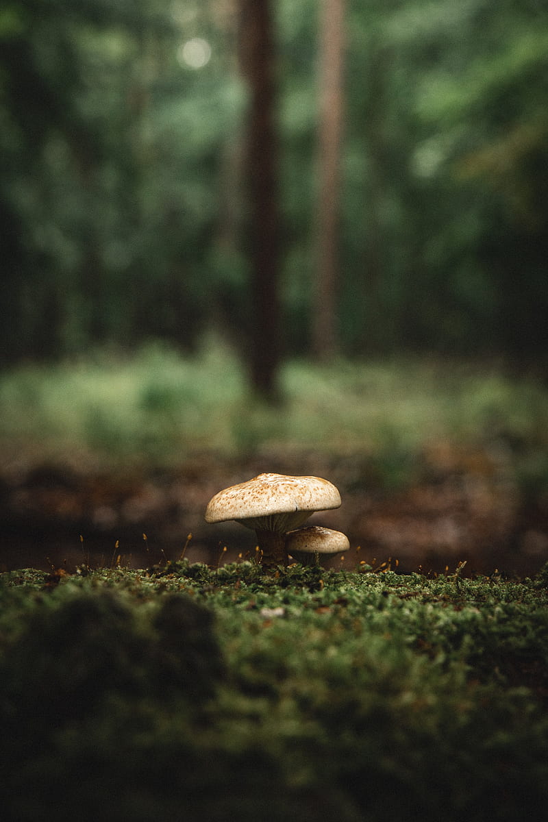 mushroom, moss, macro, grass, HD phone wallpaper