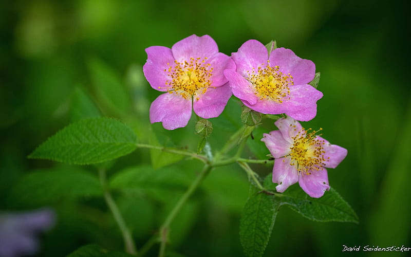 Climbing Prairie Rose, plant, flowers, pink, wild roses, HD wallpaper