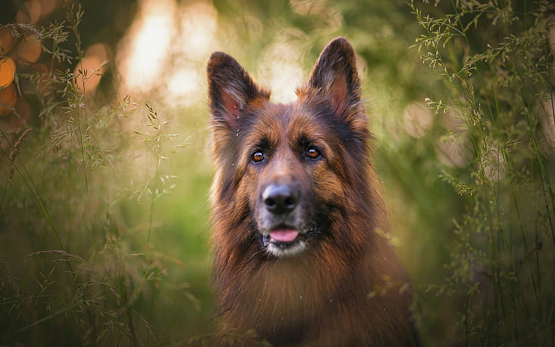 German Shepherd Dog, big dog in the bushes, evening, sunset, pets, dogs, HD wallpaper
