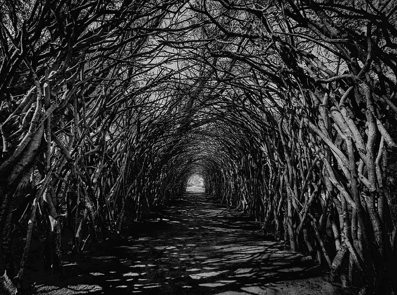 Dark Hedge Tunnel Spooky Ultra, Holidays, Halloween, dark, Spooky, Creepy, Tunnel, Hedge, 2019, HD wallpaper