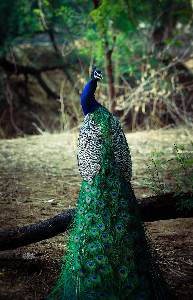 male green and blue peacock, HD phone wallpaper