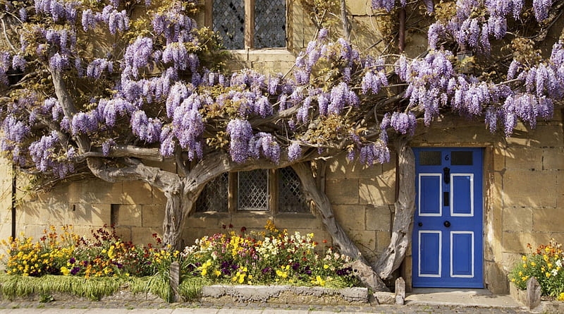 flowering wisteria covered cottage in england, flowering, vine, cottage, door, HD wallpaper