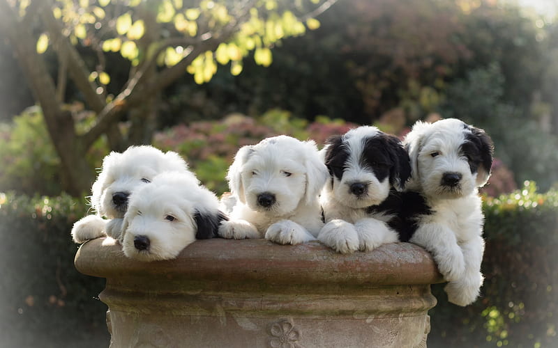 Old English Sheepdog, Bobtail, little cute puppies, dogs, pets, family, bob-tailed sheep-dog, HD wallpaper