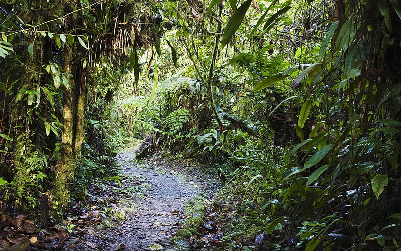 Costa Rica National Park tray Ti, HD wallpaper