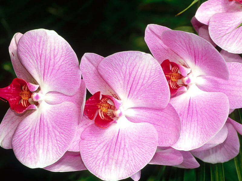 Untitled , orchid, moth orchid, HD wallpaper