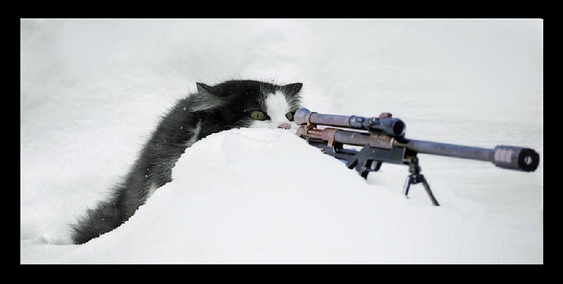 Sniper Cat, rifle, feline, whiskers, sniper, cat, fur, animal, HD wallpaper