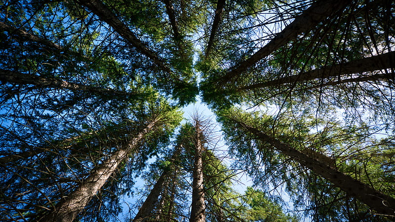 Trees, forest, bottom view, nature, HD wallpaper | Peakpx