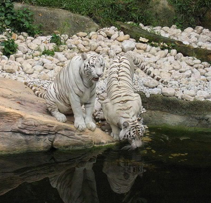 Tigers two, drinking, water hole, white tigers, HD wallpaper