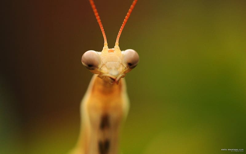 Insects, Animal, Praying Mantis, HD wallpaper