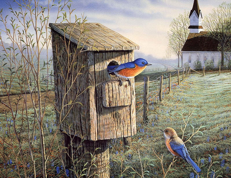 spring bluebirds, fence, birds, steeple, morning, HD wallpaper