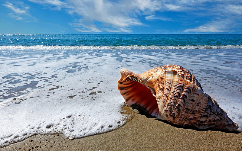 Sea Shell on Beach, beach, nature, shells, sea, HD wallpaper | Peakpx