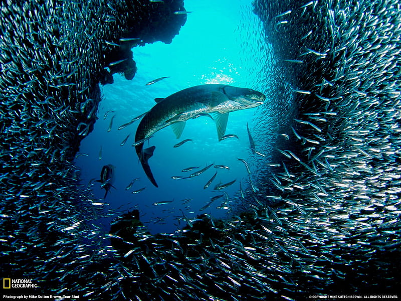 Galaxy silver carp and sea fish - Grand Cayman- National Geographic selected, HD wallpaper