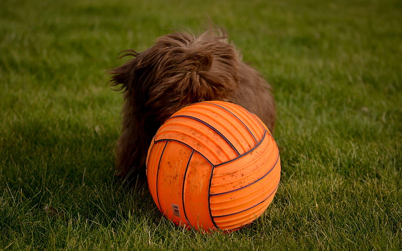 Bobtail, brown puppy, ball, breeds of long-haired dogs, cute animals, small dog, HD wallpaper