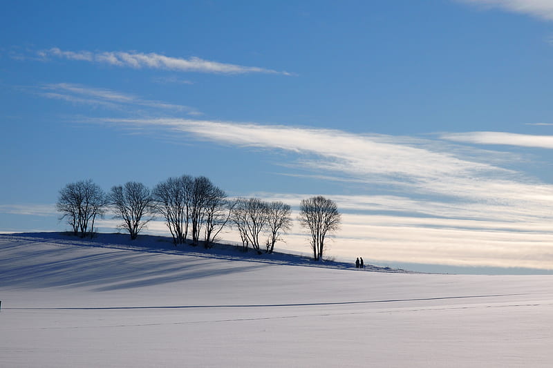 bare trees on snow covered ground, HD wallpaper