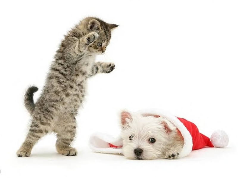 Cat's Assertiveness Training Pays Off, interior, cat, animals, dog, HD wallpaper