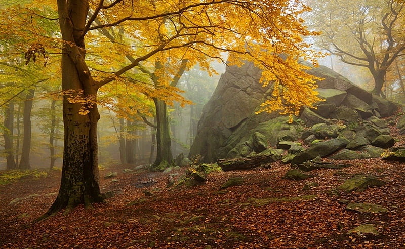 Autumn explosion, foggy, leaves, rock, beauty, morning, path forest, trees, landscape, HD wallpaper