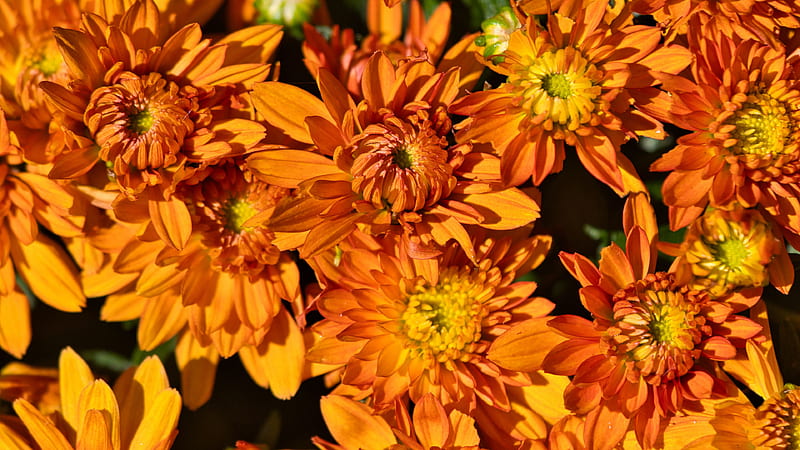 Orange Chrysanthemum Flowers Flowers, HD wallpaper