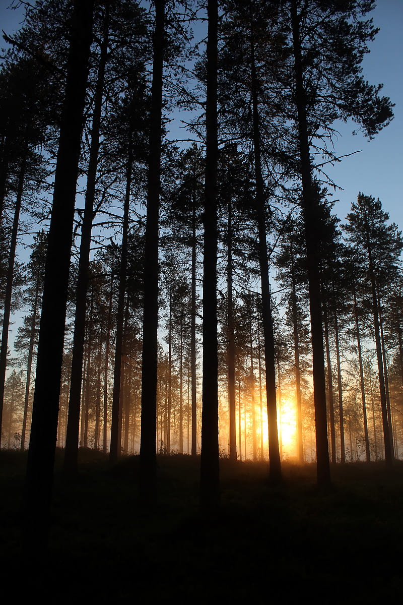 dawn, trees, forest, rays, sun, HD phone wallpaper