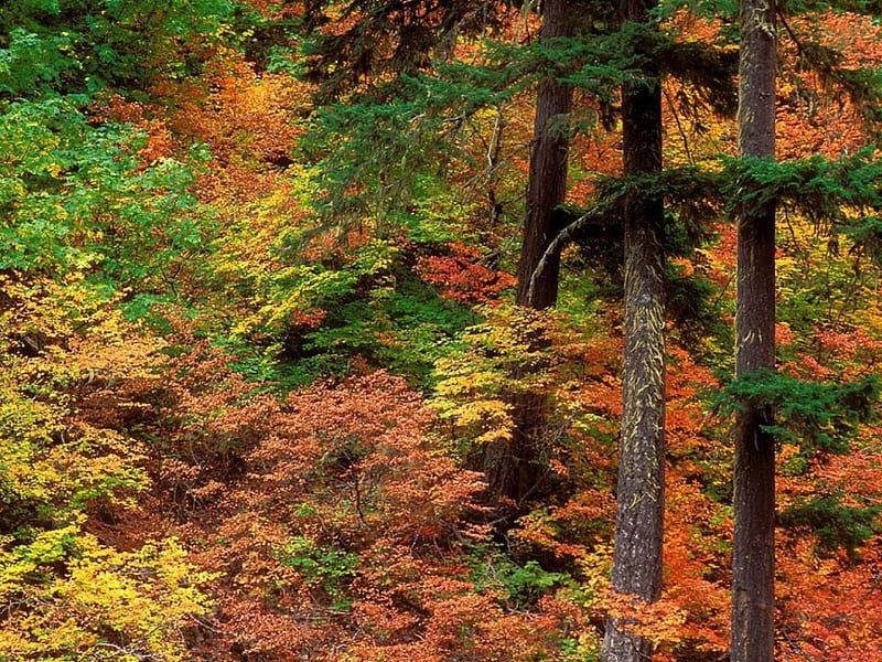 Russeted Woodland, autumn, cascade mountains, trees, woods, HD wallpaper