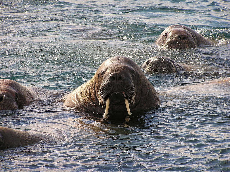 *** Walrus ***, walrus, water, brown, animal, HD wallpaper
