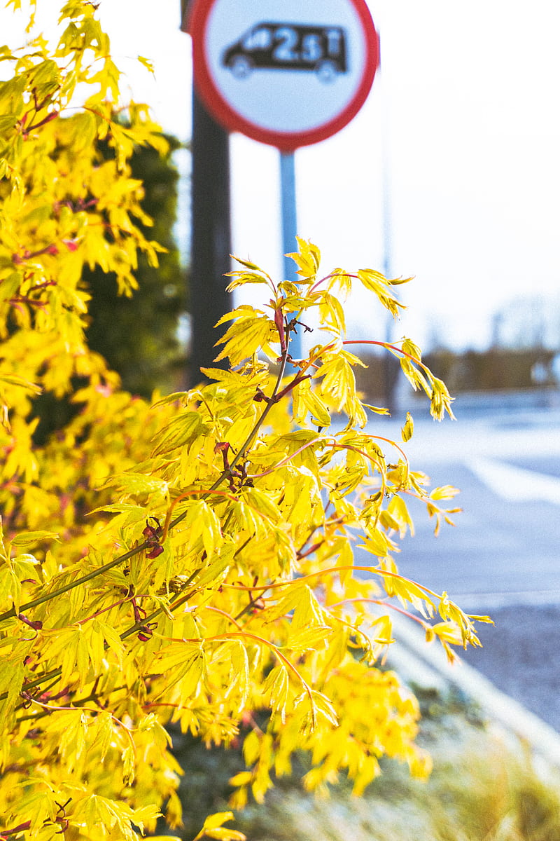 Yellow leaves on tree branch during daytime, HD phone wallpaper | Peakpx