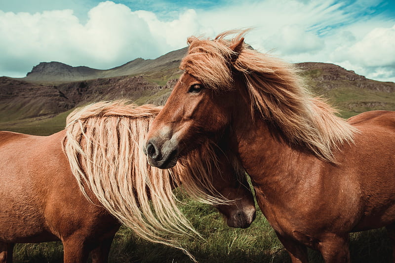 Horses , horse, horses, animals, HD wallpaper