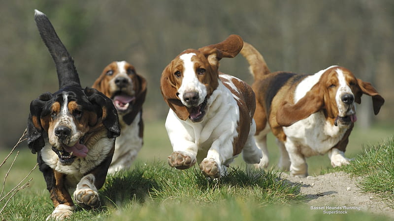 Running Basset Hounds, playing, Beagles, group, dogs, HD wallpaper