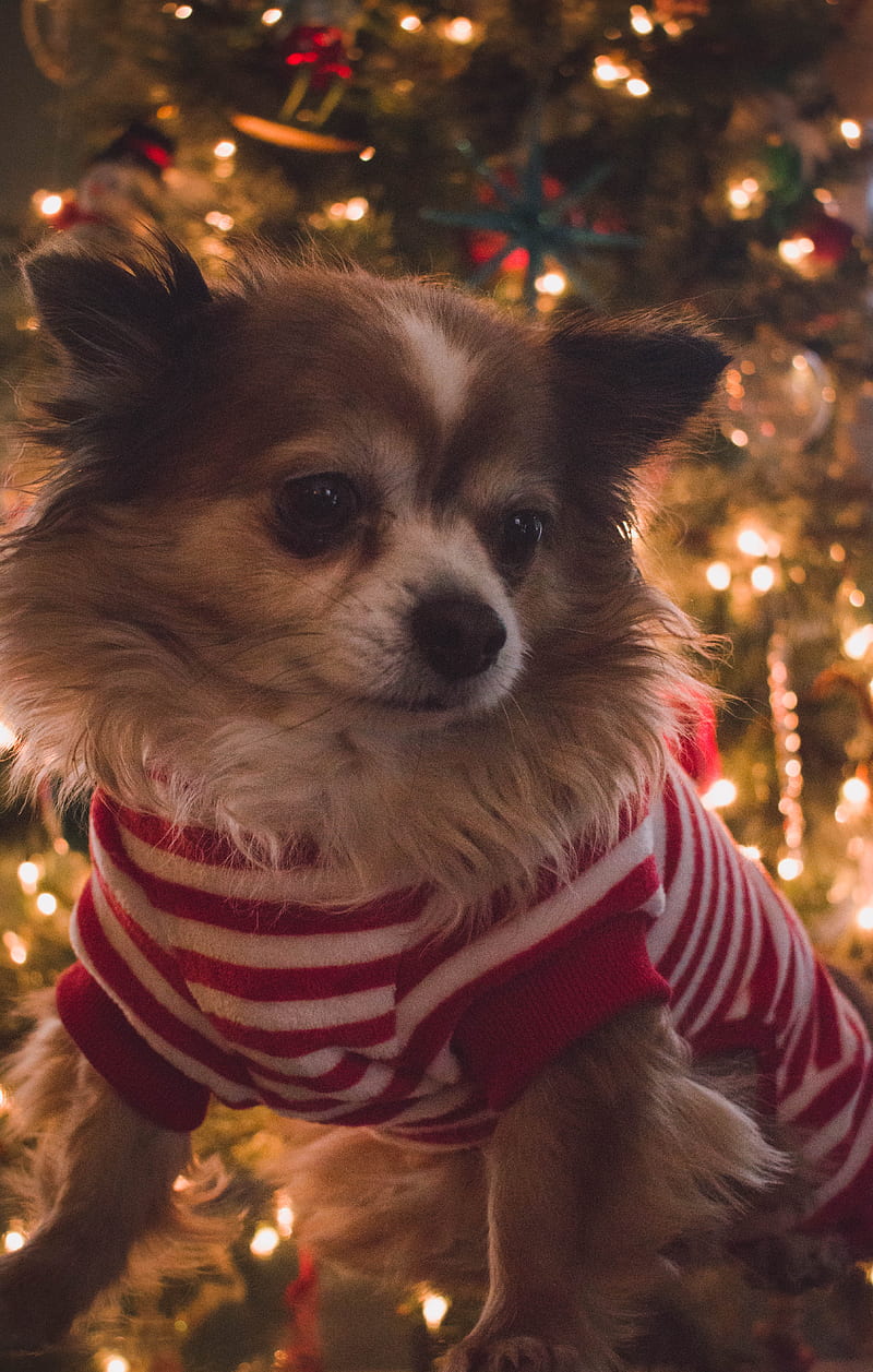 brown and white long coat small dog with red and white striped shirt, HD phone wallpaper