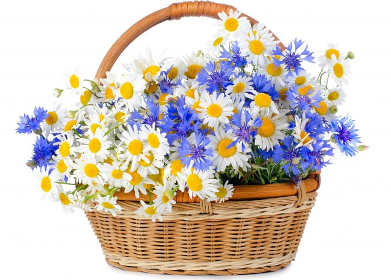 Daisy Flowers, camomile, bouquet, daisy, basket, HD wallpaper