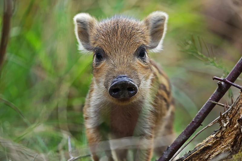 Boar piglet, pig, piglet, animal, boar, cute, baby, HD wallpaper