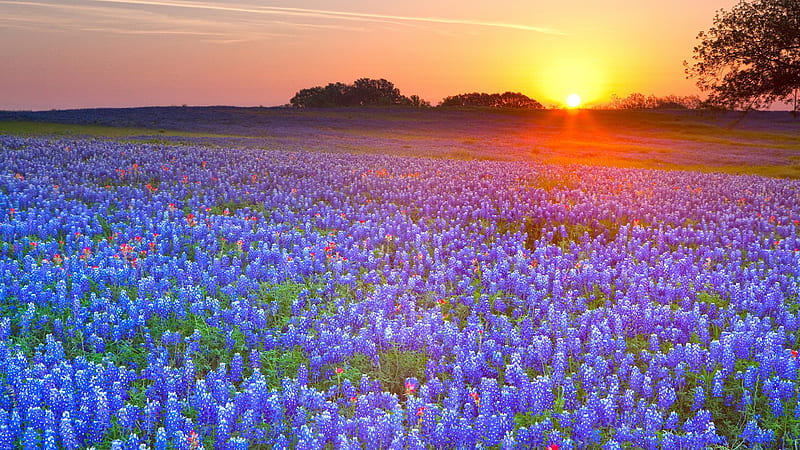 Texas Bluebonnet Field at Sunset, Bluebonnets, Sky, Fields, Flowers, Sunsets, Nature, HD wallpaper