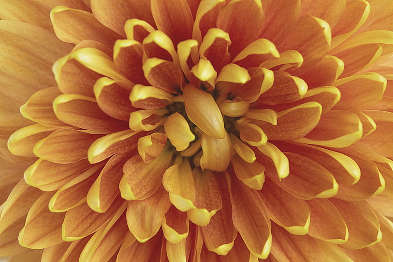 chrysanthemum, flower, petals, macro, orange, HD wallpaper