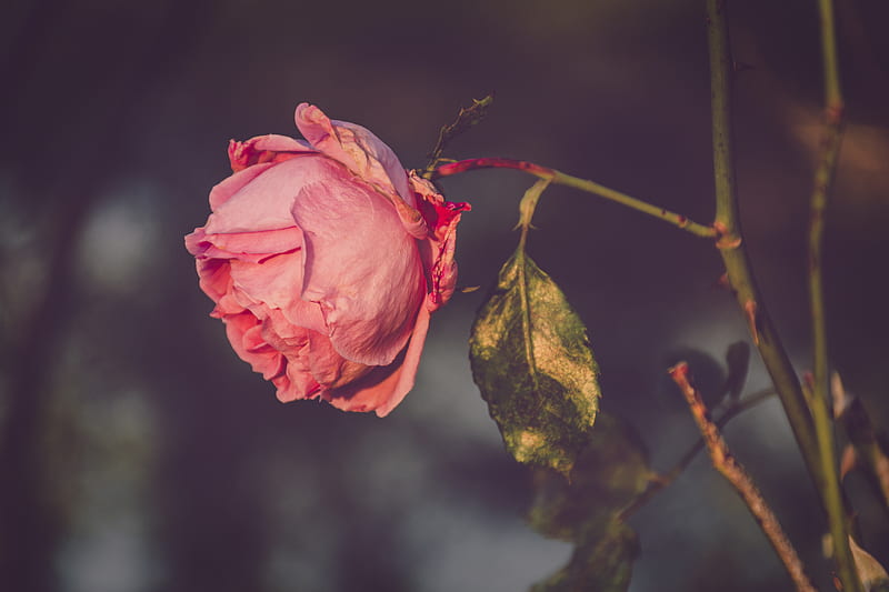 Flowers, Rose, Pink Flower, Pink Rose, HD wallpaper | Peakpx