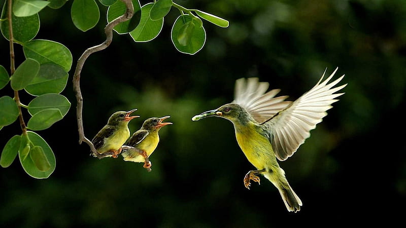 Green Bird With Wings Open Hovering In Blur Green Background Feeding Baby Birds Birds, HD wallpaper