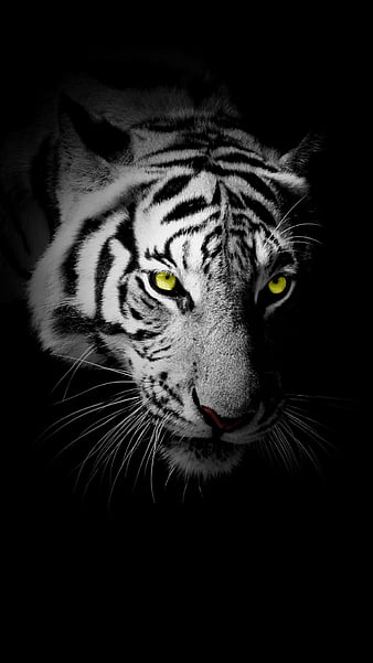 tiger wallpaper black and white hd