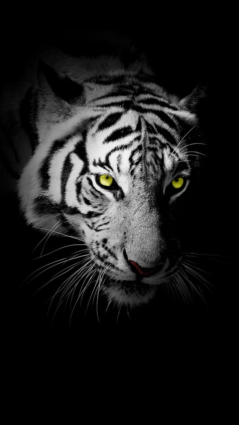 tiger, animal, black and white, face, wild, HD phone wallpaper