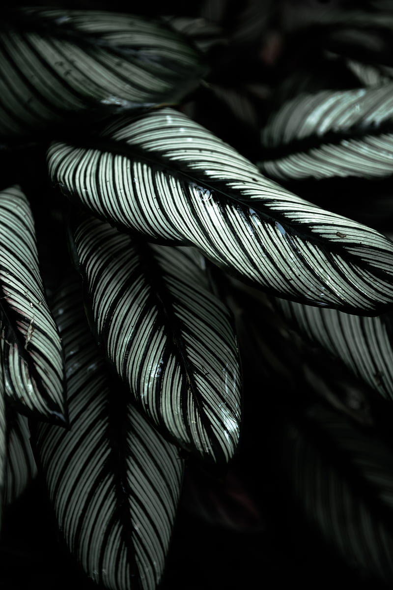 plant, leaves, striped, tropical, HD phone wallpaper