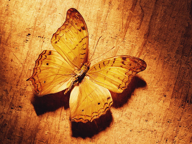 Special Butterfly for DN Special One, special, lovely, bonito, butterflies, animals, HD wallpaper