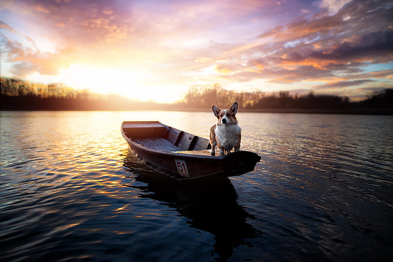 Dogs, Corgi, Boat, Dog, Lake, Pet, Sunset, HD wallpaper